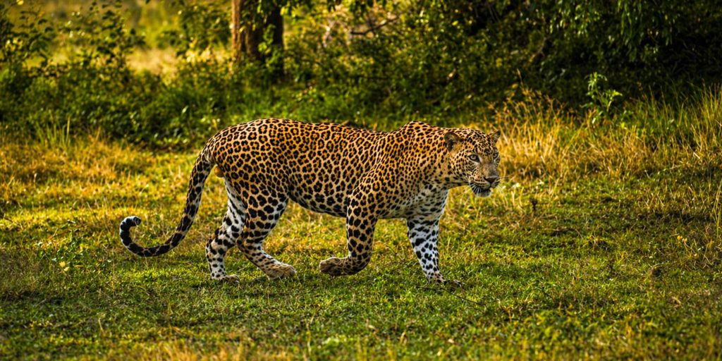 Private Driver Sri Lanka 2026/2027: Costs, Vehicles & Travel Guide