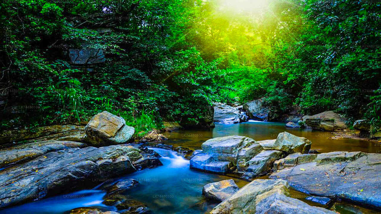 Sinharaja Rainforest Day Tour