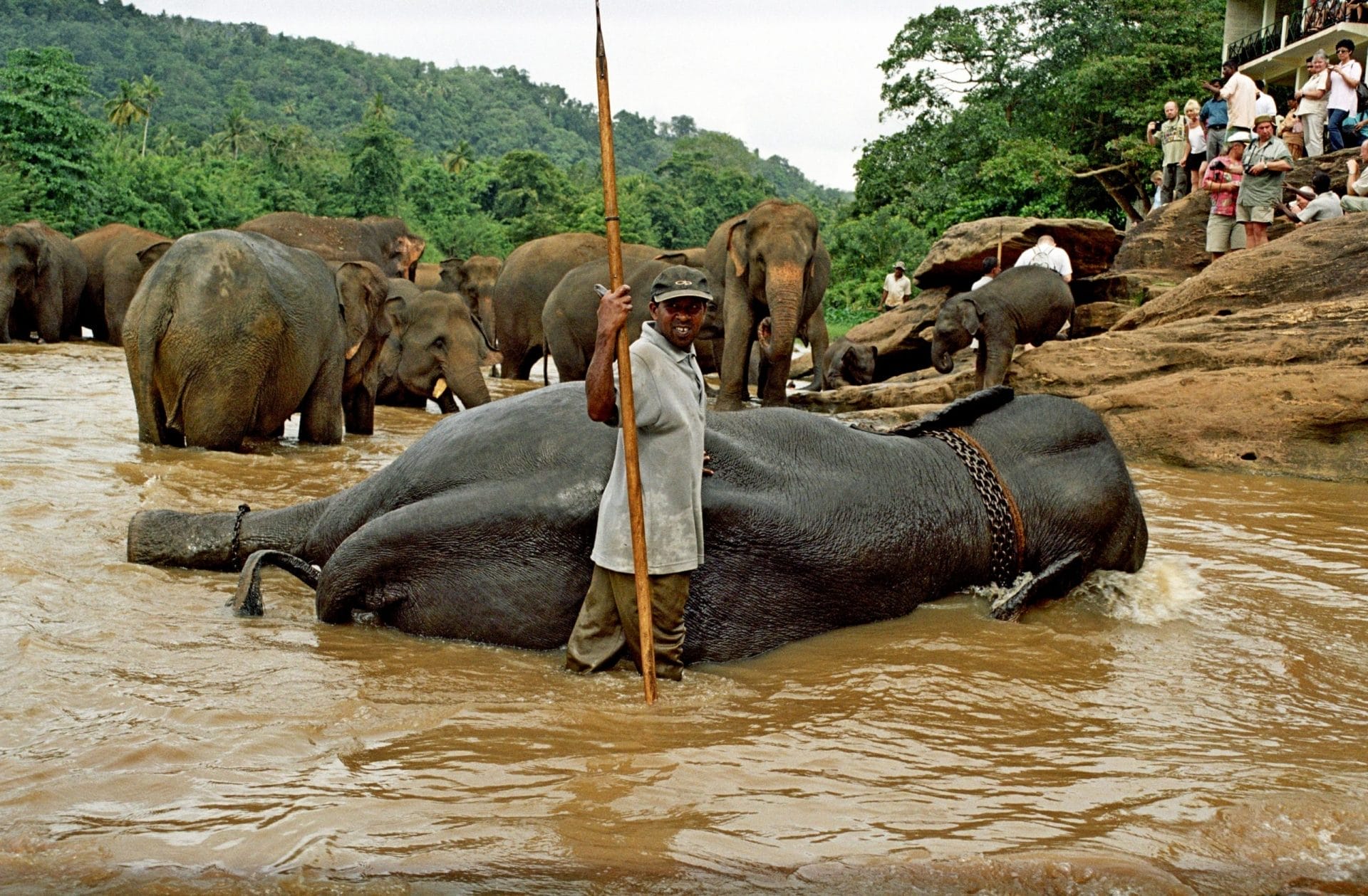 Colombo Port – Twin Elephant Experience