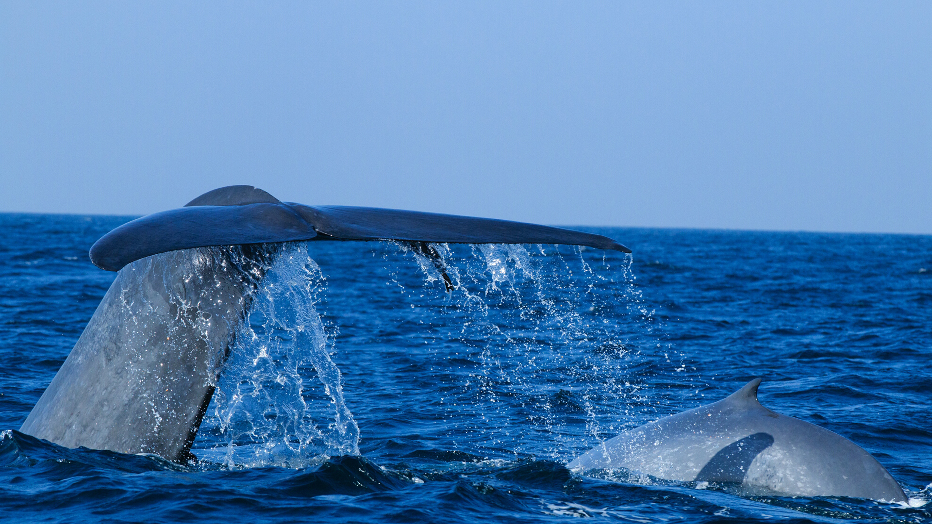 Mirissa Whale Watching