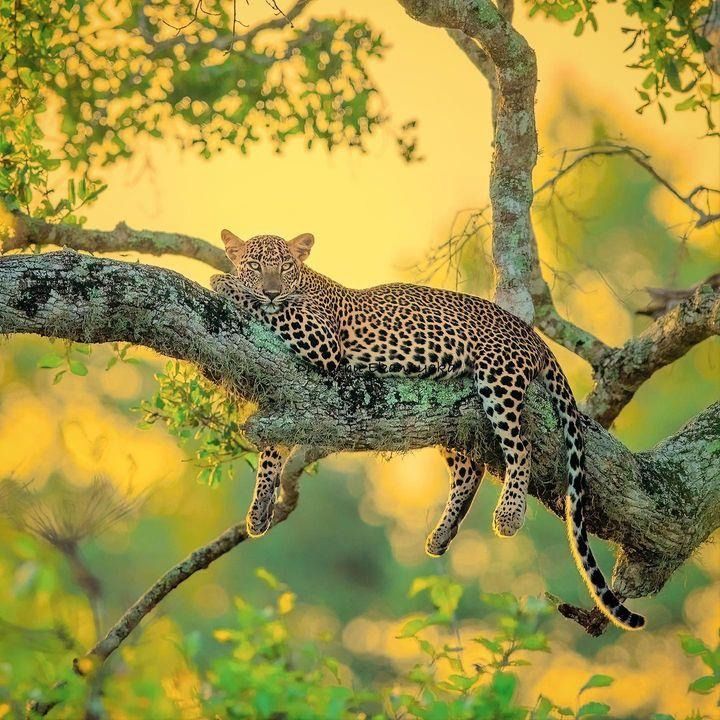 Yala Safari Day Tour